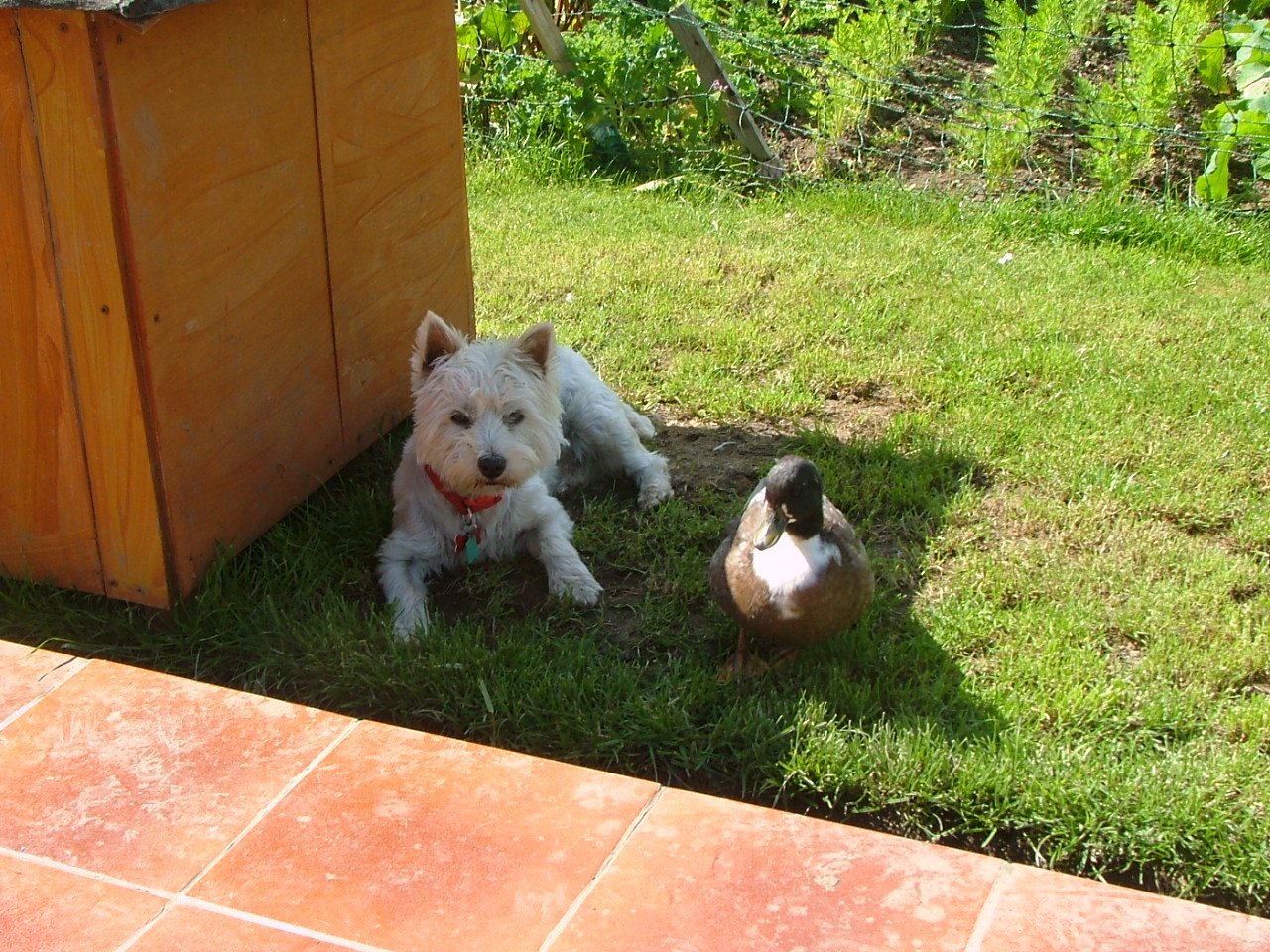 Summer_2012_019